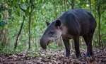 Tapir central american